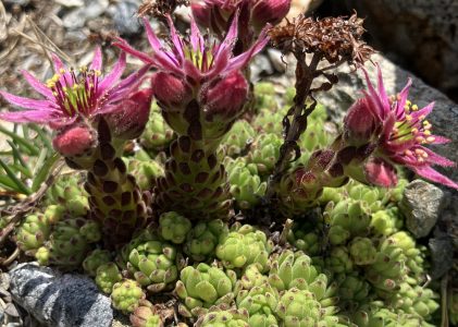 Geschützt: Ein botanischer Streifzug durch die Karnischen Alpen: Hollbrucker Egg 2.573m