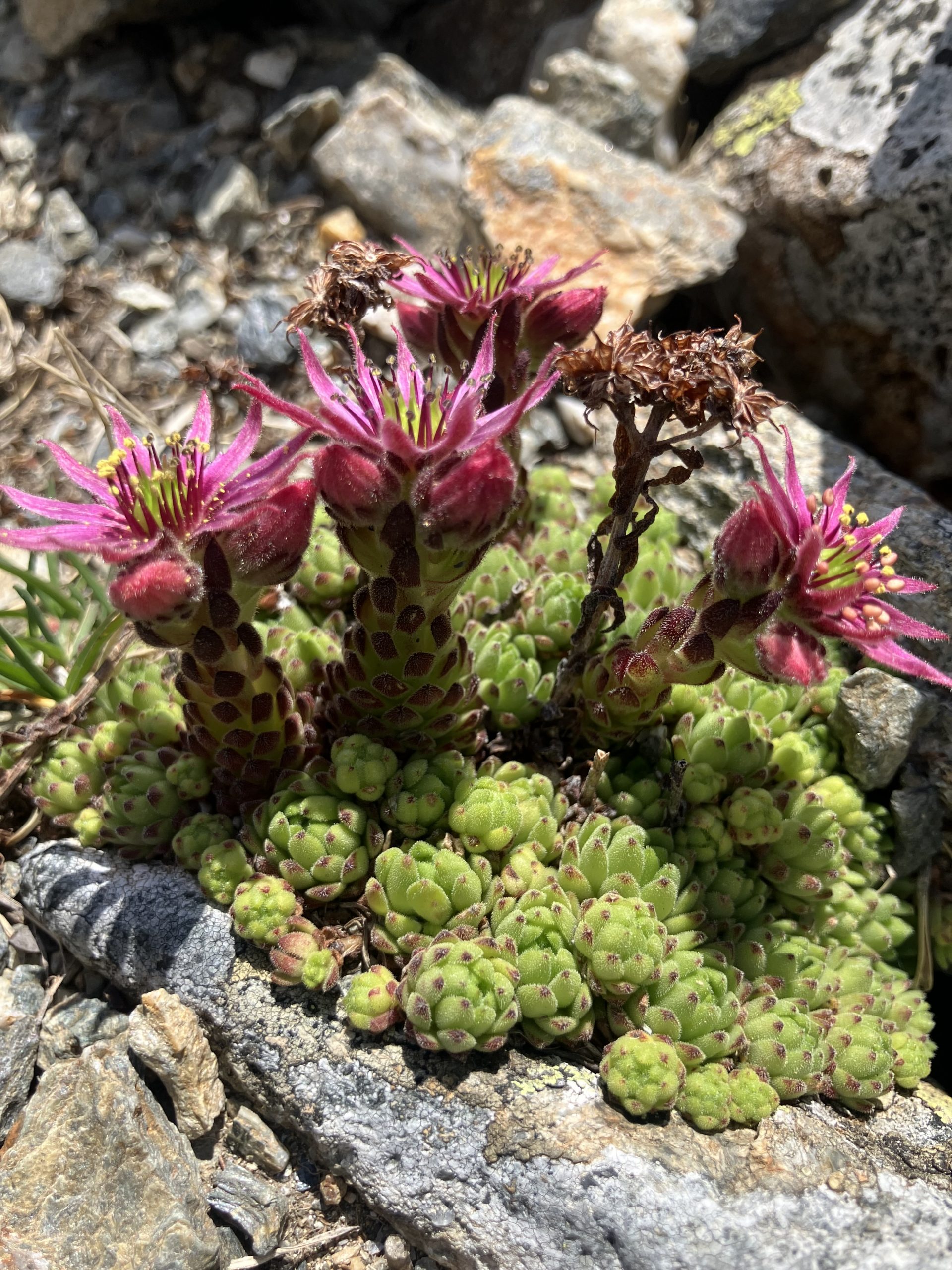 Geschützt: Ein botanischer Streifzug durch die Karnischen Alpen: Hollbrucker Egg 2.573m